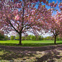 Buy canvas prints of Cherry blossom Harrogate Yorkshire by Giles Rocholl