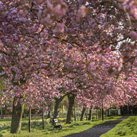 Buy canvas prints of Cherry blossom Harrogate Yorkshire by Giles Rocholl