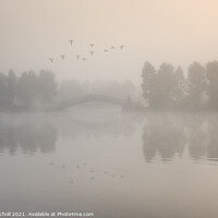 Buy canvas prints of Flying ducks over misty lake Doncaster by Giles Rocholl