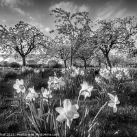 Buy canvas prints of Daffodils and Cherry Blossom Harrogate by Giles Rocholl