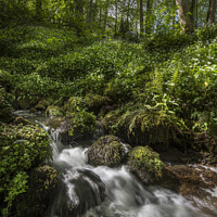Buy canvas prints of Wild garlic and stream Yorkshire by Giles Rocholl