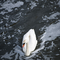 Buy canvas prints of Swan swimming in a body of water by Giles Rocholl