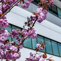 Buy canvas prints of Pink blossom and modern building art by Giles Rocholl