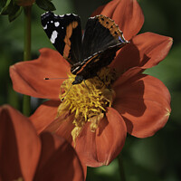 Buy canvas prints of Butterfly and Dahlia Red Flower by Giles Rocholl