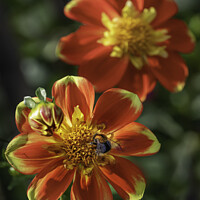 Buy canvas prints of Red and Yellow flowers with Bee Dahlias by Giles Rocholl