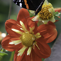 Buy canvas prints of Red and Yellow Dahlia Flower and butterfly by Giles Rocholl