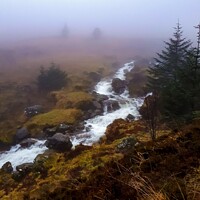 Buy canvas prints of Foggy Stream by Isla Montgomery