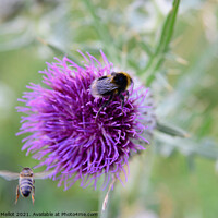 Buy canvas prints of Bumble bee on thistle by Virginie Mellot