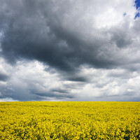 Buy canvas prints of Rapeseed field  by Virginie Mellot