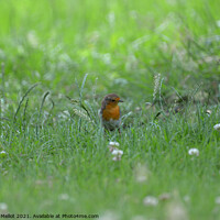 Buy canvas prints of Robin in the grass by Virginie Mellot