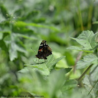 Buy canvas prints of Red admiral on leaf by Virginie Mellot