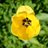 Buy canvas prints of Yellow Tulip by Virginie Mellot