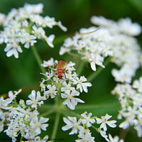 Buy canvas prints of Red soldier beetle on Cow parsley by Virginie Mellot