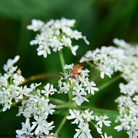 Buy canvas prints of Red soldier beetle on Cow parsley by Virginie Mellot