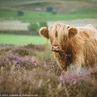 Buy canvas prints of Highland Cattle on Baslow Edge  by Bob Kent