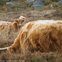 Buy canvas prints of Baslow Edge Highland Cattle by Bob Kent