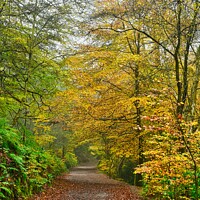 Buy canvas prints of Autumn Dales by Cheryl King