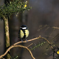 Buy canvas prints of Great Tit on a branch by Cheryl King