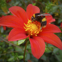 Buy canvas prints of Bee on red flower by Marie Cooke
