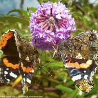 Buy canvas prints of A pair of butterfly's by Marie Cooke