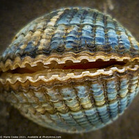 Buy canvas prints of Blue shell by Marie Cooke