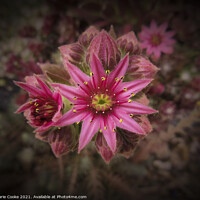 Buy canvas prints of Pink star by Marie Cooke