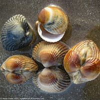 Buy canvas prints of Reflected shells by Marie Cooke