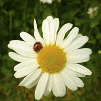 Buy canvas prints of Lady buggin daisy by Marie Cooke