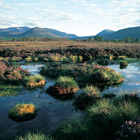 Buy canvas prints of Summer in the Cairngorms by Phil Banks