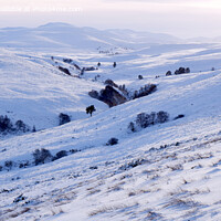 Buy canvas prints of Cairngorm Mountains from Glen Brown in winter snow by Phil Banks