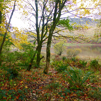 Buy canvas prints of Autumn colours at Loch Dochart  by Phil Banks