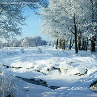 Buy canvas prints of Snow and frost on Alder trees in a Highland Glen by Phil Banks