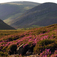 Buy canvas prints of Bell Heather blooming in Glen Clova by Phil Banks