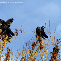 Buy canvas prints of Rooks and one jackdaw in the treetops by Phil Banks