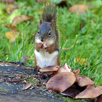 Buy canvas prints of American red squirrel and mushrooms by Phil Banks