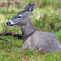 Buy canvas prints of Female white tailed deer at rest  by Phil Banks