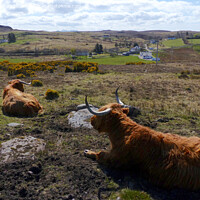 Buy canvas prints of Time to relax - Highland cattle at Laide, Wester R by Phil Banks