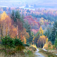 Buy canvas prints of Late autumn palette of colour in the forest by Phil Banks