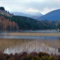 Buy canvas prints of Soft Autumn shades at Loch Pityoulish  by Phil Banks