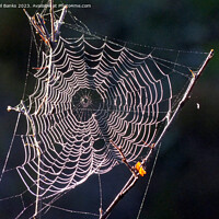 Buy canvas prints of Sunlit Frost crystals on a cobweb by Phil Banks