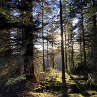 Buy canvas prints of Afternoon in a Highland Forest by Phil Banks