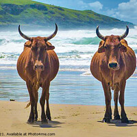 Buy canvas prints of Transkei Xhosa Nguni on Wild coast beach South Afr by Paul Naude