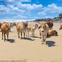 Buy canvas prints of Xhosa Zulu Nguni herd - Transkei wild coast South Africa by Paul Naude