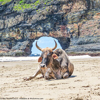 Buy canvas prints of Nguni cow Hole in the Wall Transkei wild coast  by Paul Naude