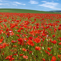 Buy canvas prints of Poppy field Goring Oxfordshire UK by Paul Naude