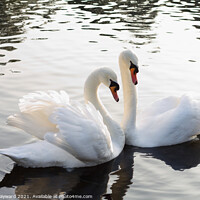 Buy canvas prints of A pair of mute swans by Elaine Hayward