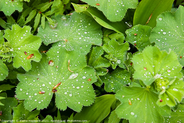 Raindrops on Alchemilla mollis Picture Board by Elaine Hayward