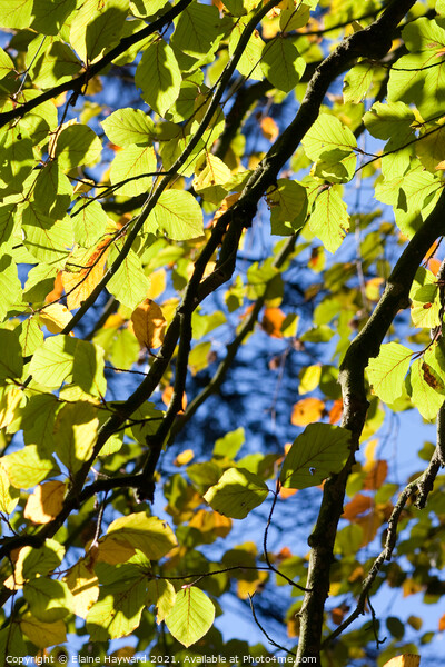 Common beech tree leaves backlit Picture Board by Elaine Hayward