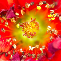 Buy canvas prints of Red Geum flower macro by Elaine Hayward