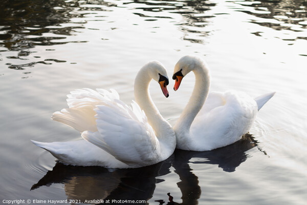 Swan heart Picture Board by Elaine Hayward